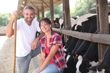 Cow farmers