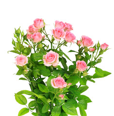 Bush with pink roses and green leafes