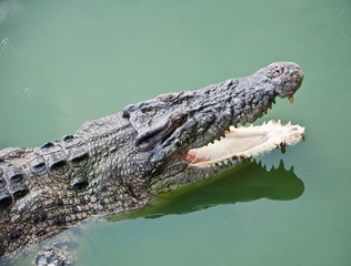 Closeup of a crocodile