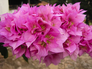 Bougainvillea flowers