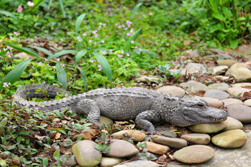 crocodile