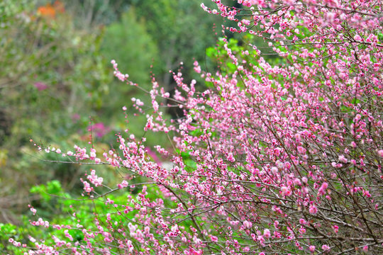 plum flower blossom