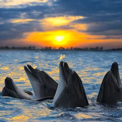 Papier Peint photo Lavable Dauphin dauphins