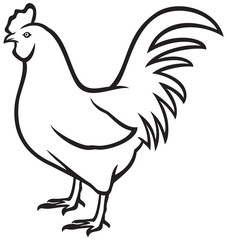 rooster (cock)