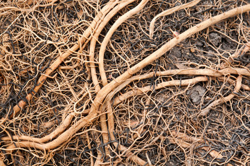 abstract background   root tree close up