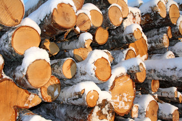 Fototapeta premium Snow Covered Birch Wood Logs