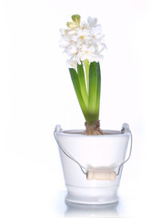 White hyacinth
