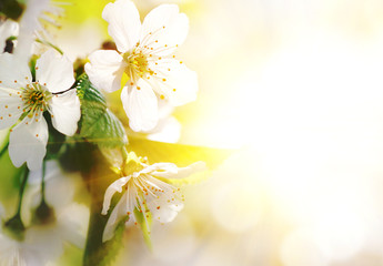 background for design with a blossoming branch of a cherry