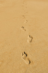 Fototapeta na wymiar footprints