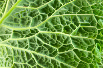 Leaf of Cabbage