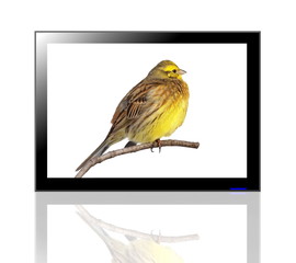 LED TV screen and Yellowhammer isolated on white