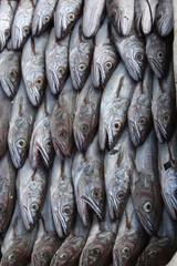 Obraz premium Fresh Fish