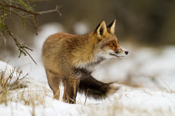 Red Fox in the snow