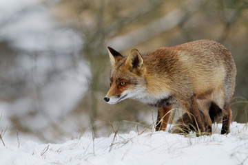 Red Fox in the snow