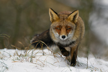 Red fox walks trough the snow