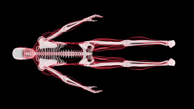 X-Ray Scan of Human Skeleton (HD)
