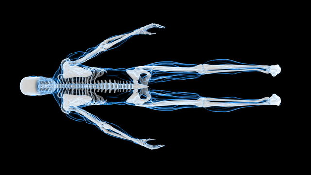 X-Ray Scan of Human Skeleton (HD)