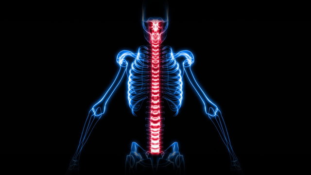 X-Ray Scan of Human Skeleton (HD)