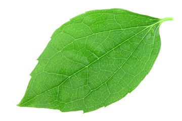 Fototapeta na wymiar Single green leaf of jasmine