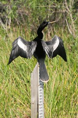 Cormorant Wings