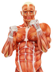 muscle man the fighter pose