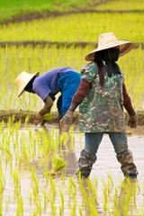 Rice culture of Thailand