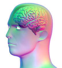 Cervello anatomia testa umano
