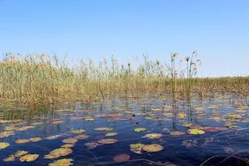 Fotobehang Okavango Delta water and "Cyperus papyrus" plant landscape. © Carlos Neto