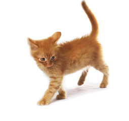 small ginger cat