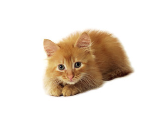 little ginger cat