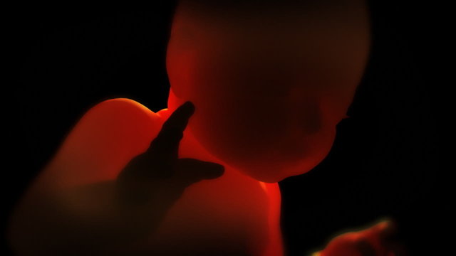 Unborn Baby in the Womb