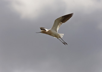 Avocet in Saskatchewan Canada in flight