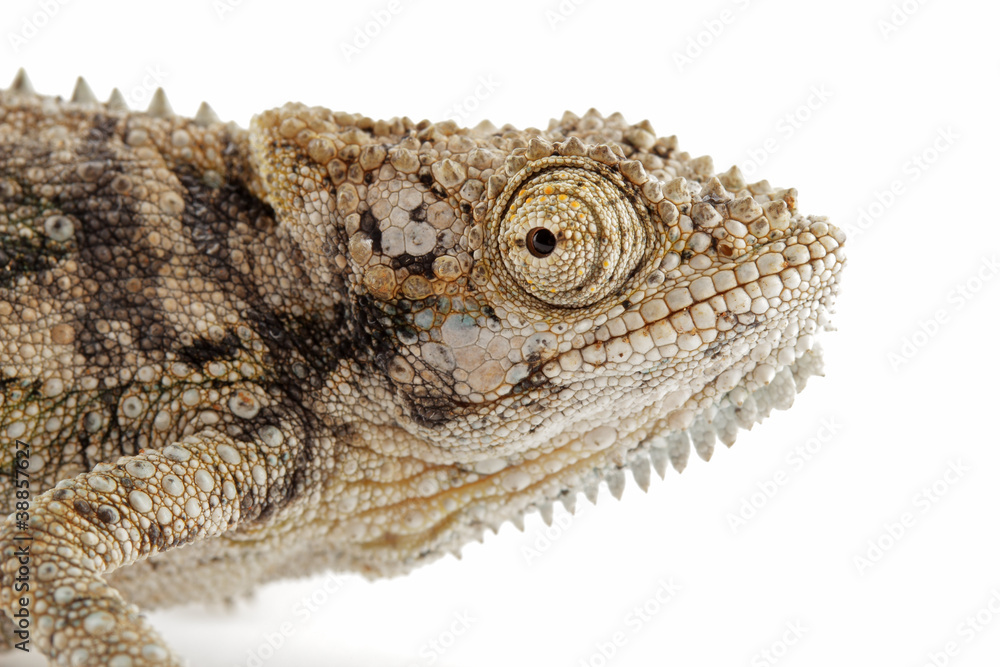 Wall mural Dwarf chameleon on white