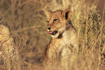 Lion cub