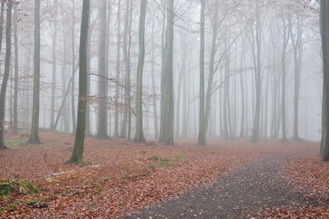 Obraz premium Buchenwald