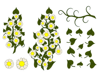 Yellow flowers collection