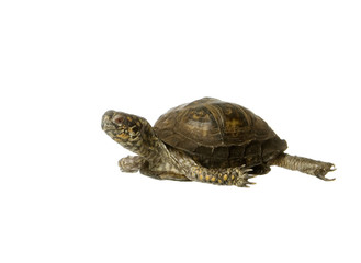 Obraz premium Turtle