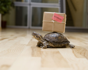 Delivery Turtle