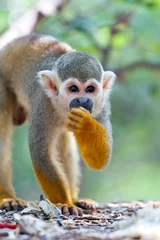 Crédence de cuisine en verre imprimé Singe Petit singe écureuil mangeant des graines