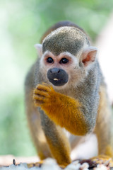 Little squirrel monkey eating seed