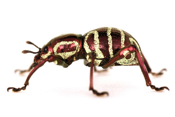 Pachyrrhynchs sp.
