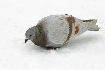 Pigeon Eating Bread Crumbs in Winter