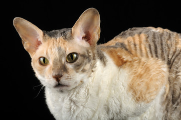Cornish Rex Cat with Curly Hair on Black Background