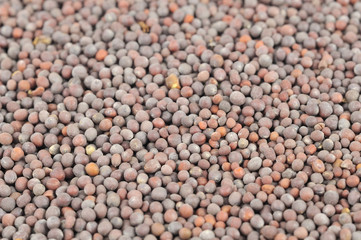 Black Mustard Seeds Close-Up