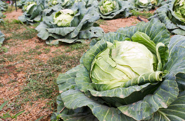 Obraz premium Cabbage fields