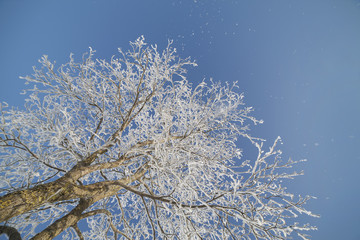 Winter tree.