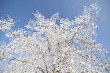 Winter tree.