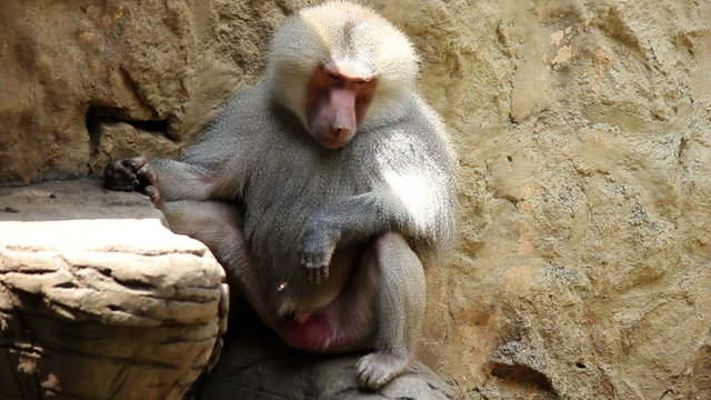 monkey 02