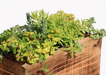 多肉植物セダムの寄せ植え