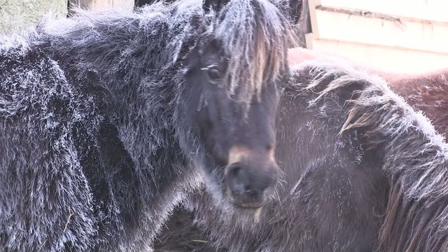 poneys dans le froid